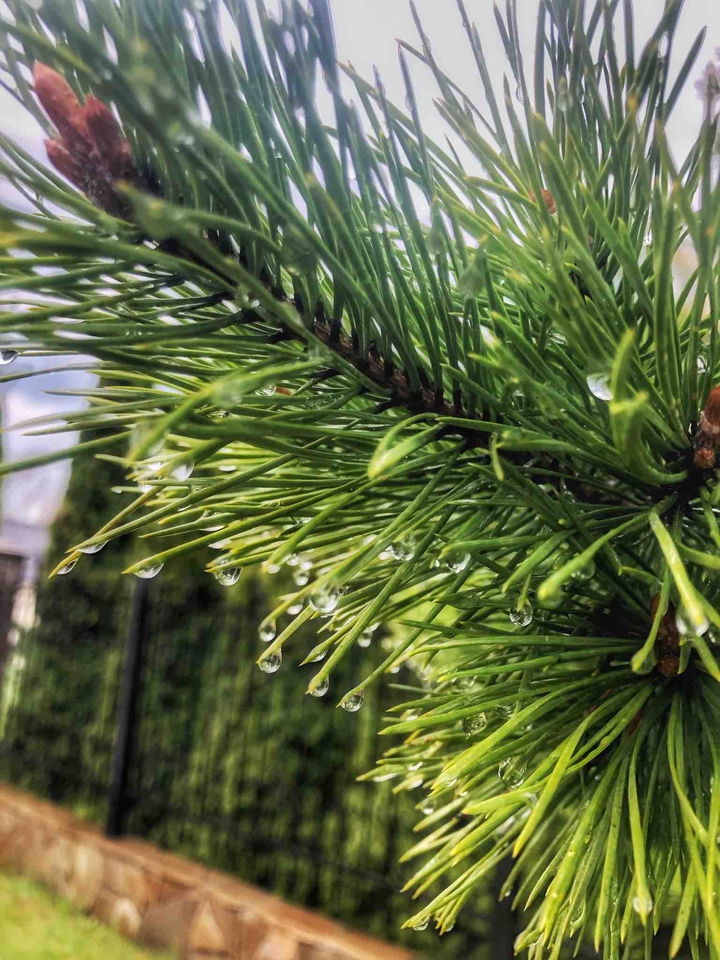 after rain
