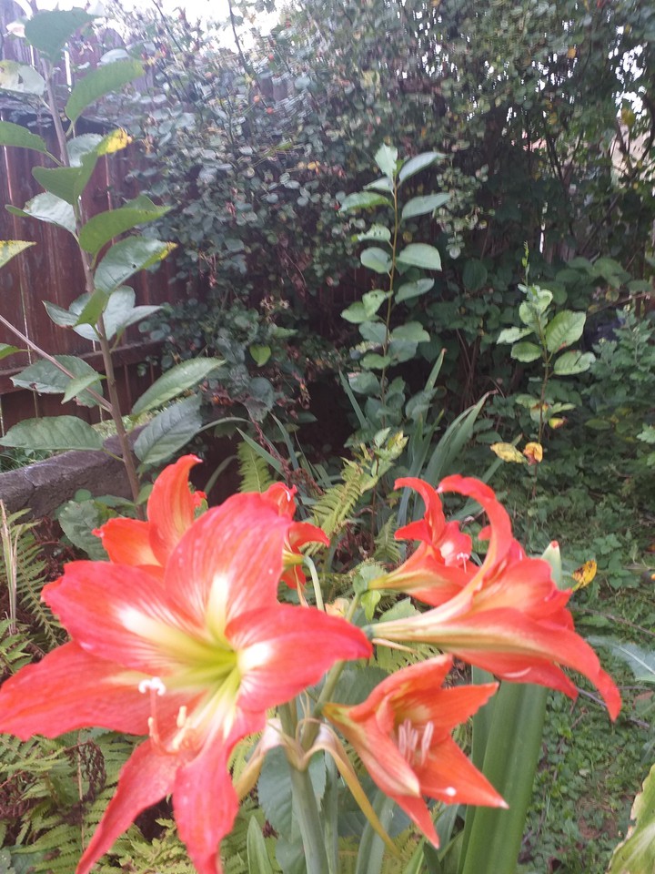 liliom