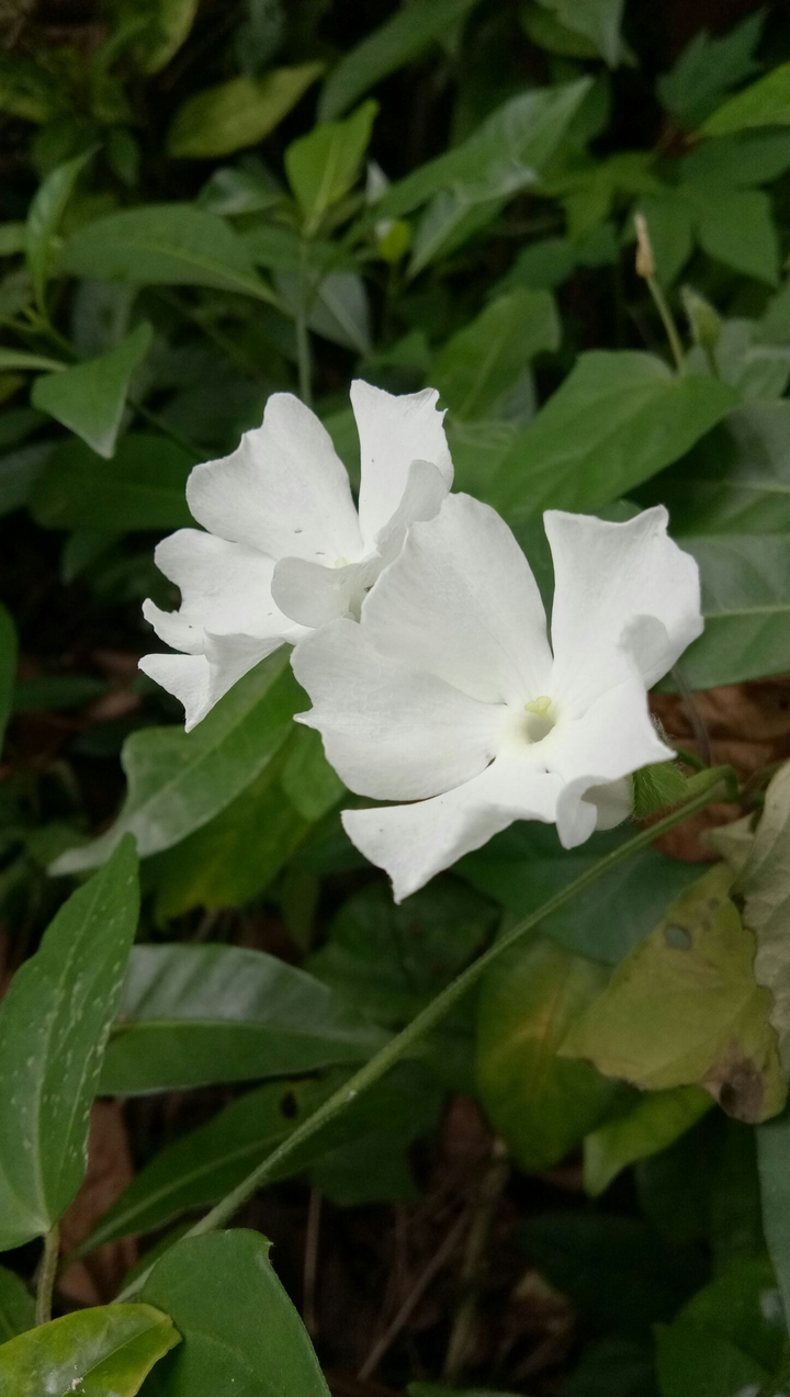 bunga