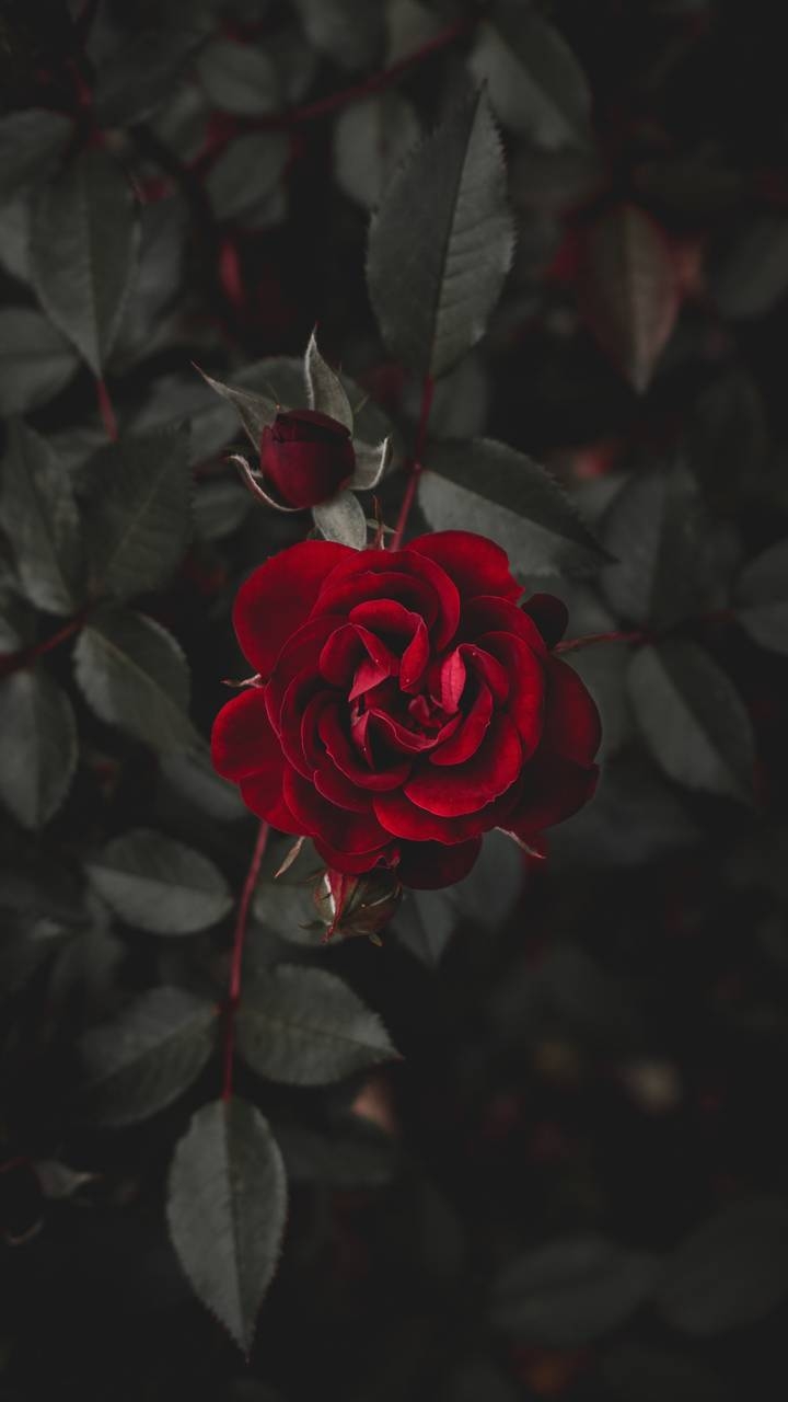 rose