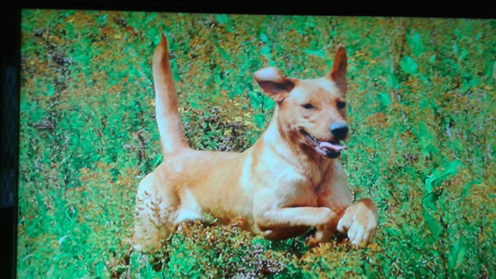 dog