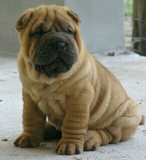 perro sharpei beige.