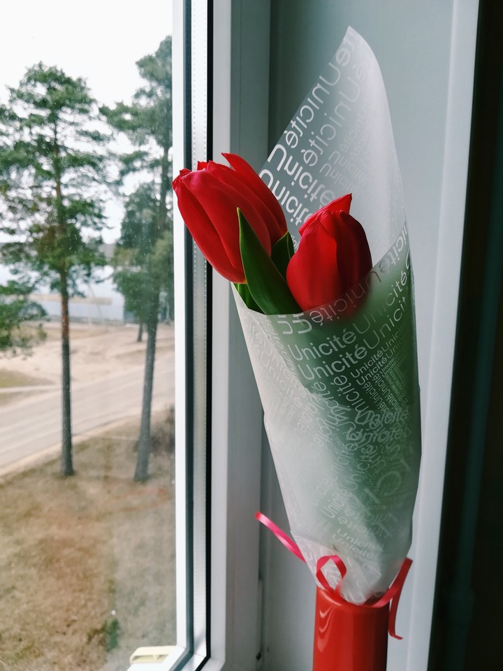 tulips
