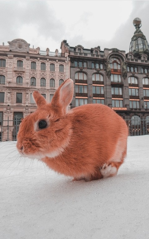 rabbit