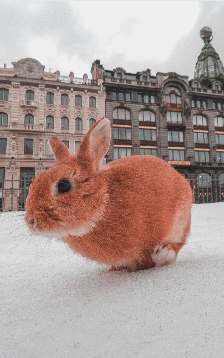 rabbit