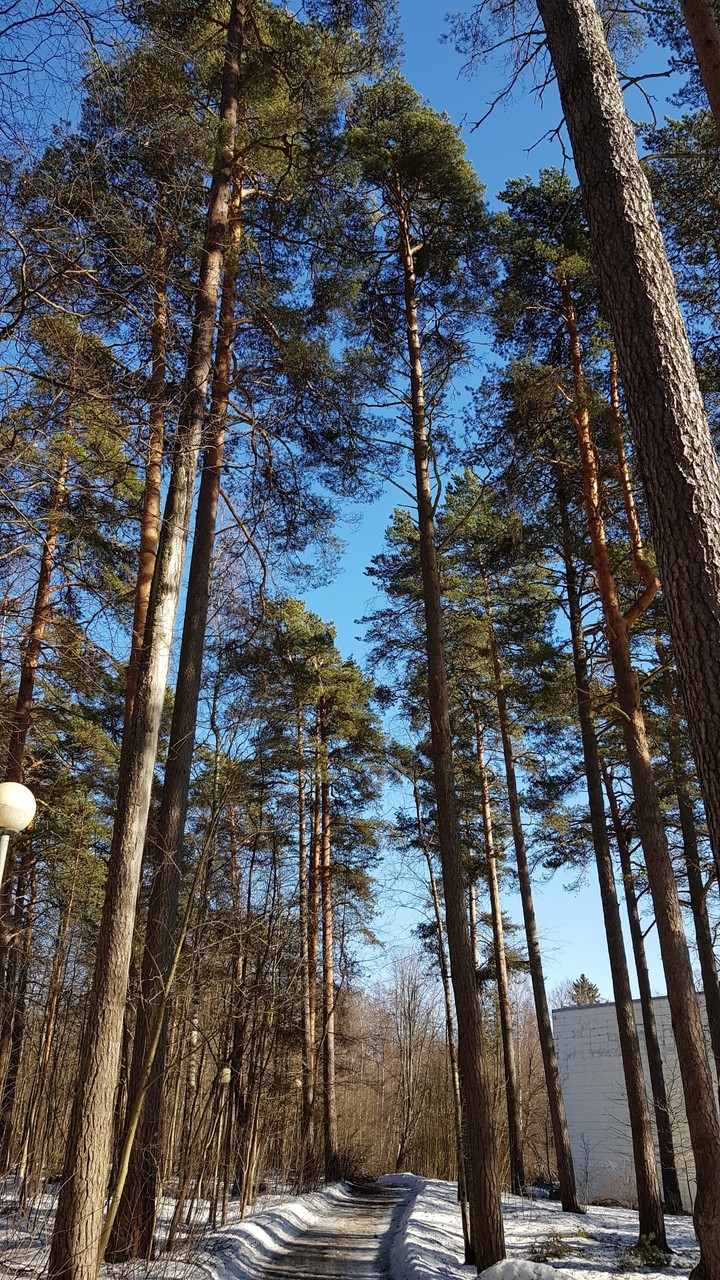 весна
