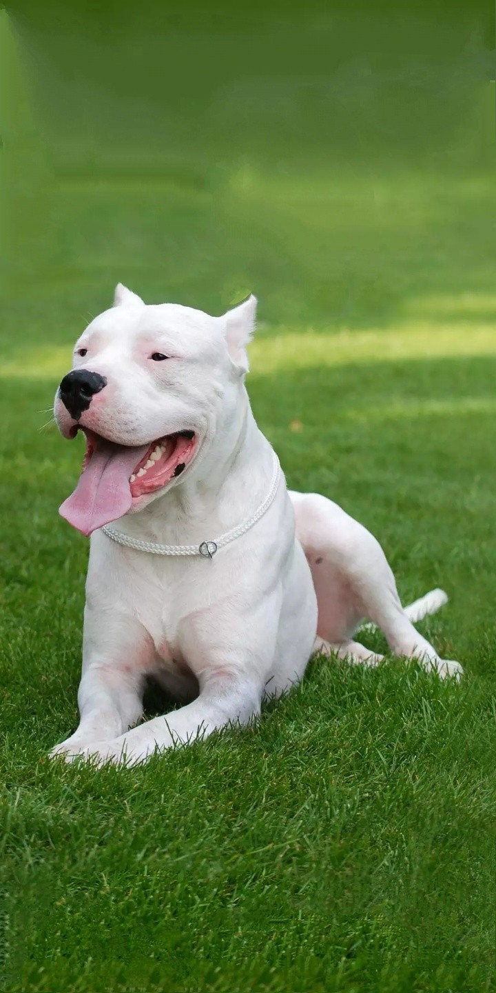 cute dog