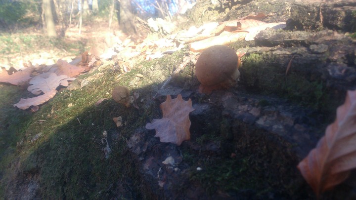 mushroom!