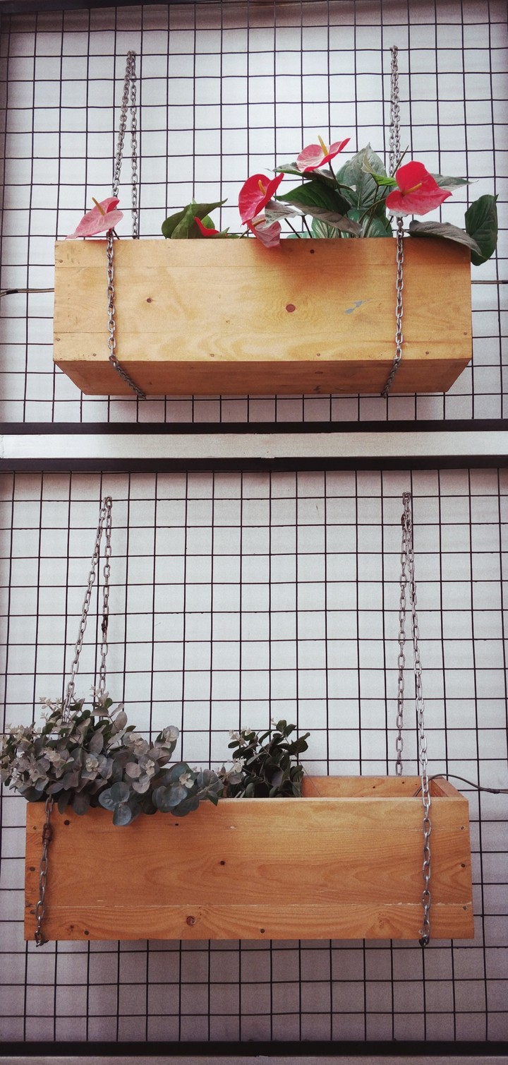 Hanging Plants
