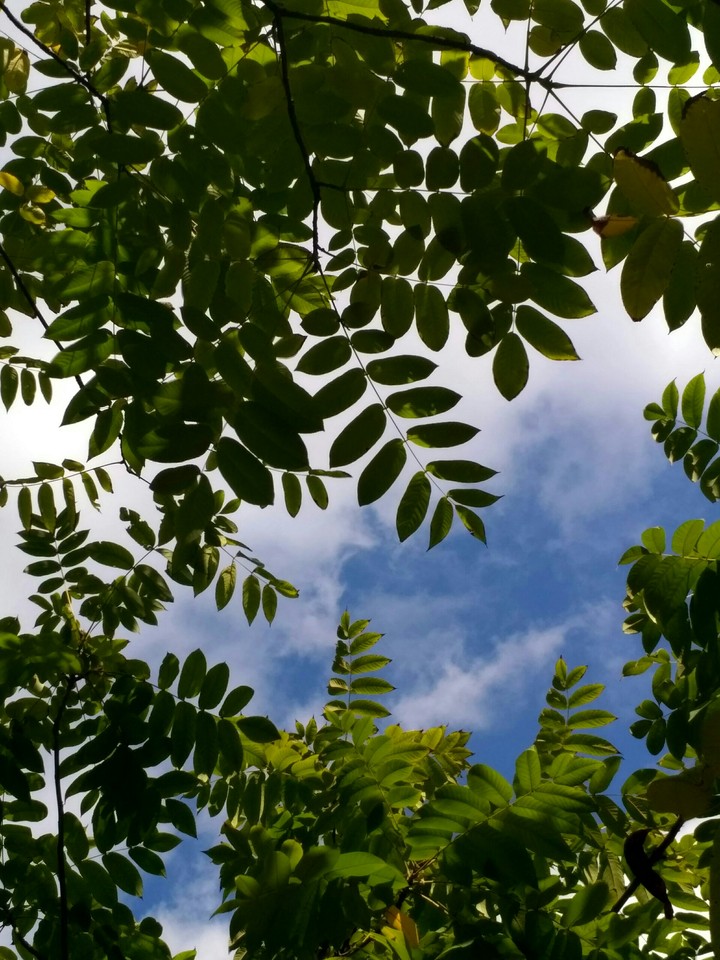 Leaves