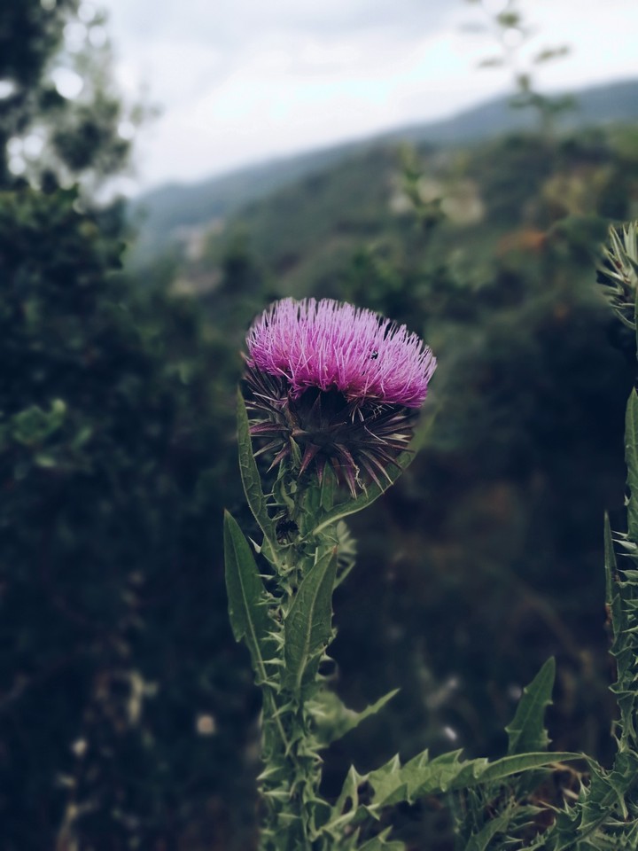 beauty
