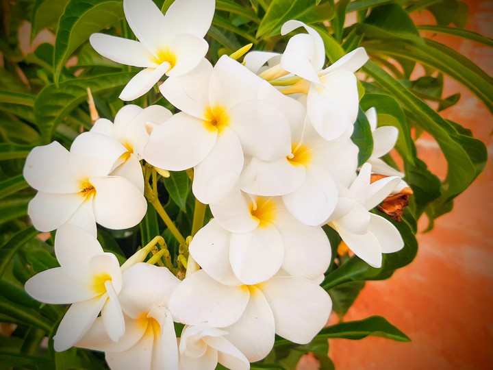 flores