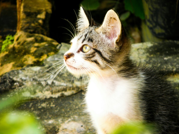 #cat
