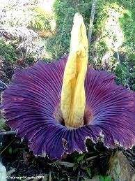 flor exótica