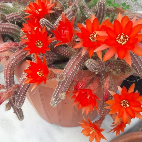 Cactus, thorns Hintergrundbilder