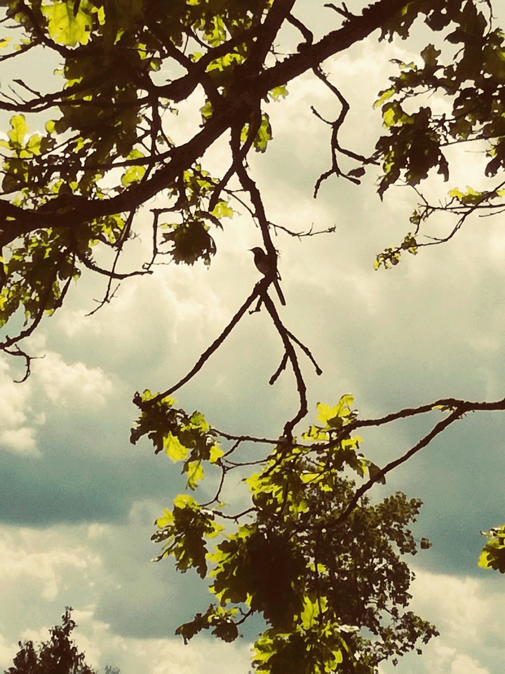 A bird.