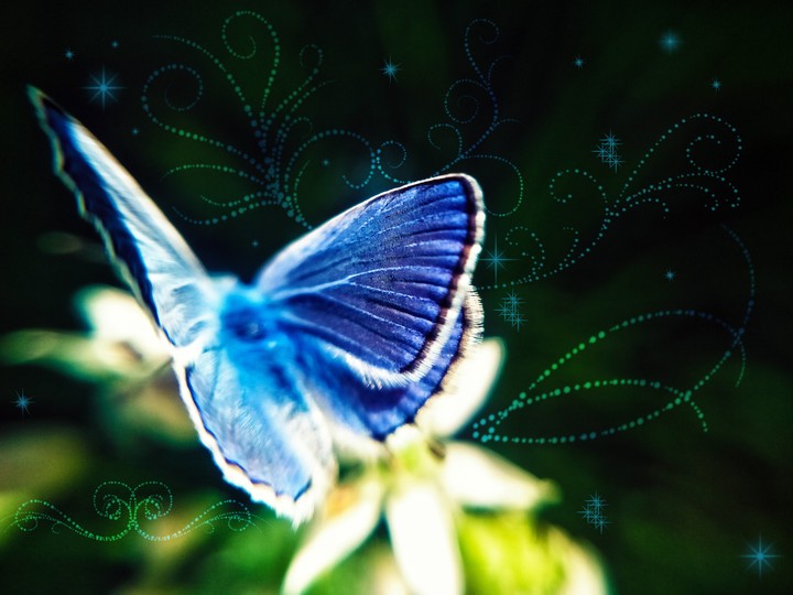 Butterfly