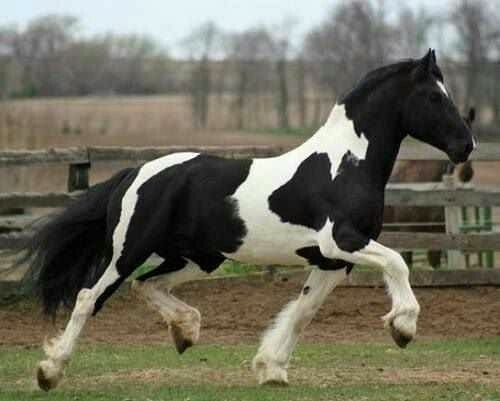 All the Pretty Horses