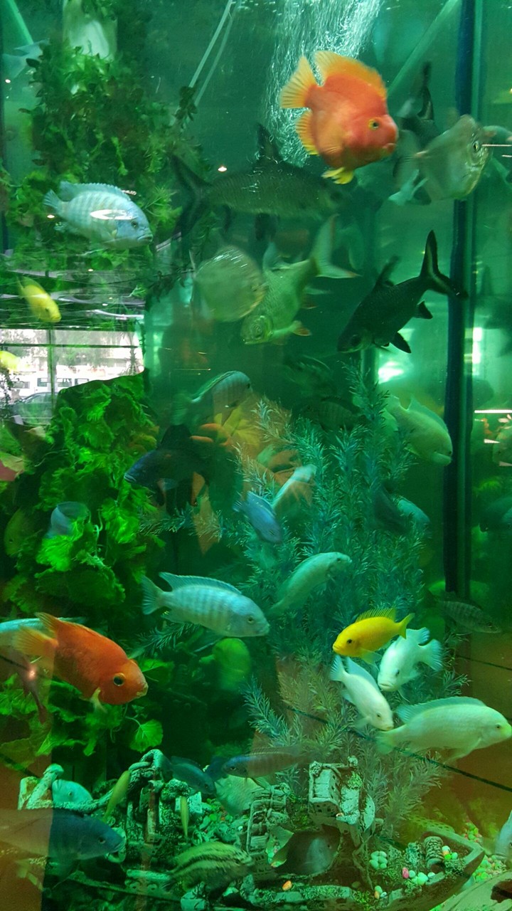 akvaryum