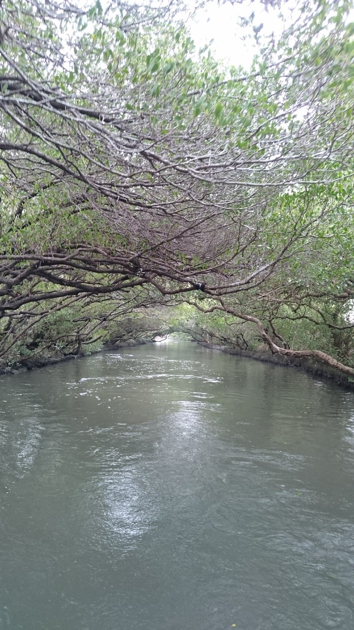 mangrove