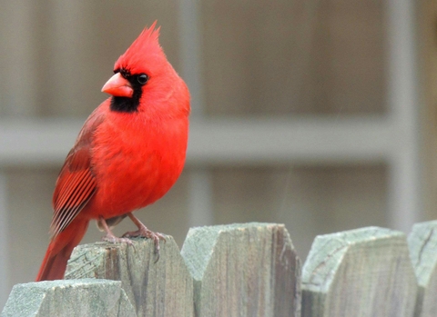 Male cardinal
