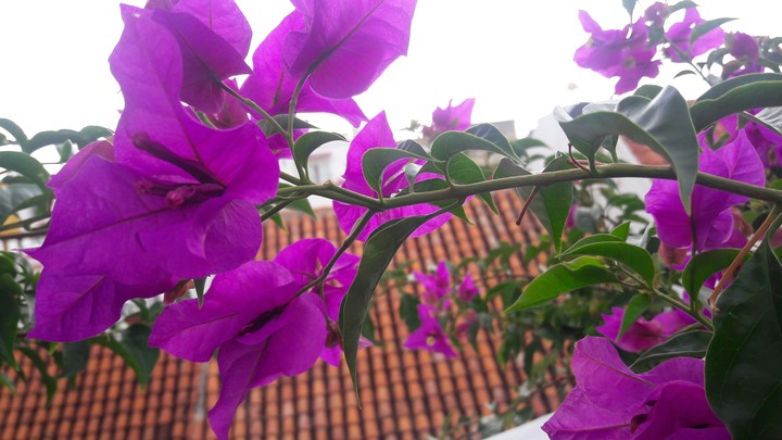 FLOWER