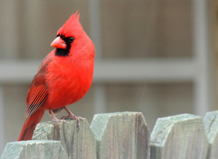 Male cardinal