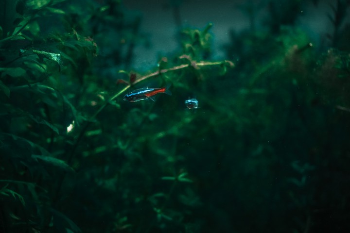 fish