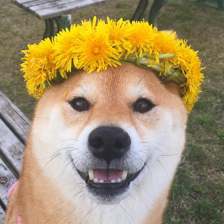 dog