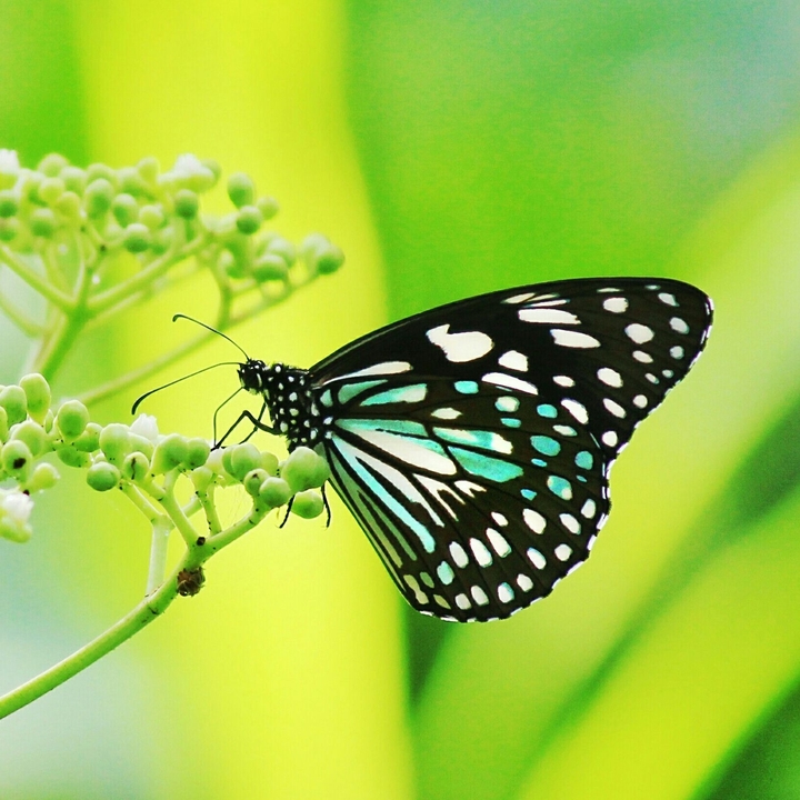 Monarch butterfly