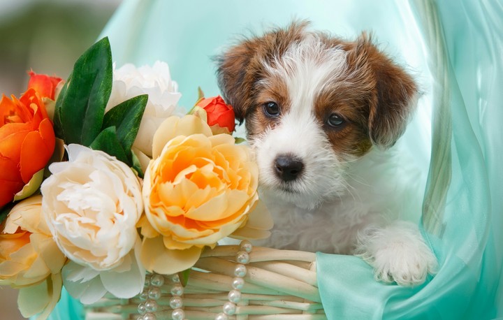 Dog