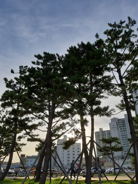 pine tree and sunset