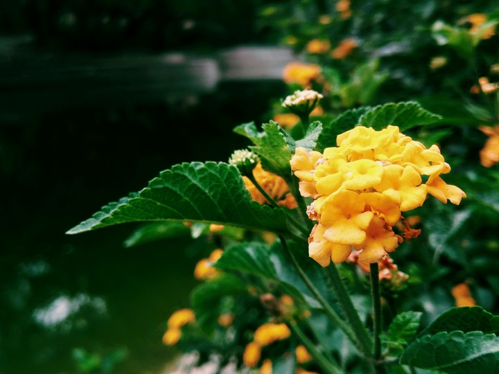 flower