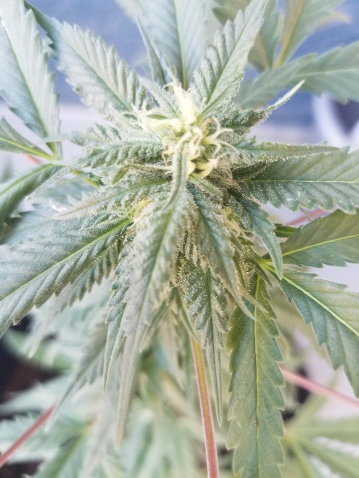 indo bloom