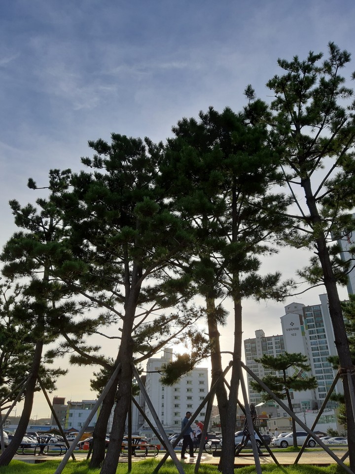 pine tree and sunset