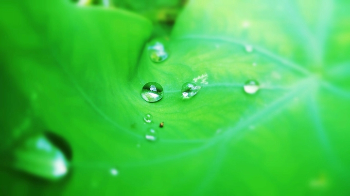 water brop in leaves