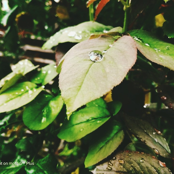 leaf