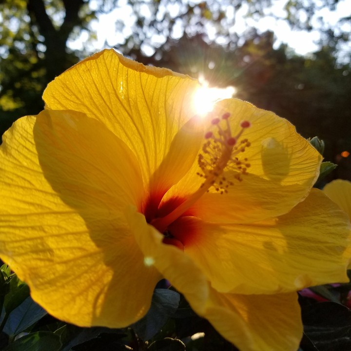 Backlit hibiscus