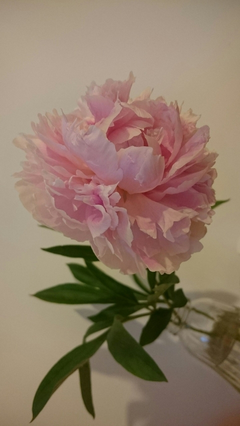 flower, plant wallpapers