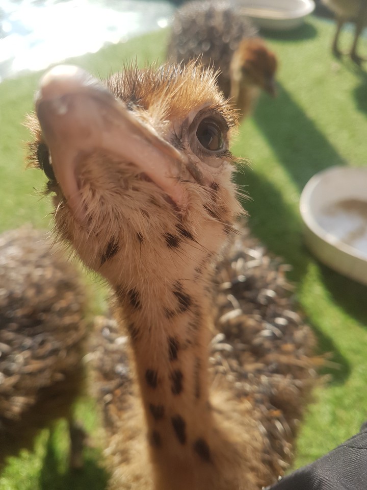 cute ostrich chick