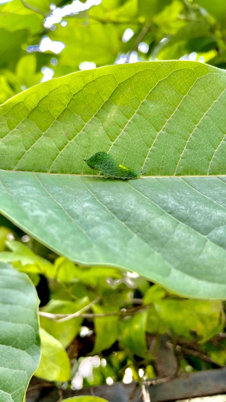 caterpillar