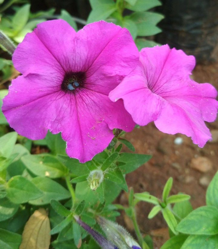 Flowers