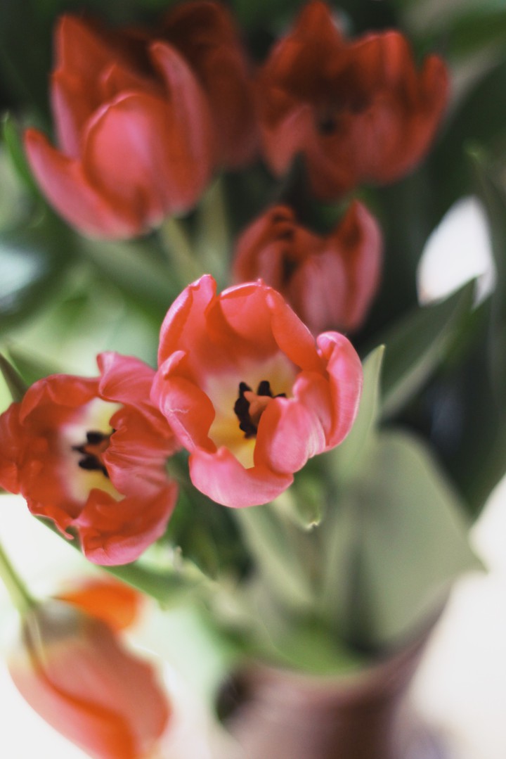 Tulip