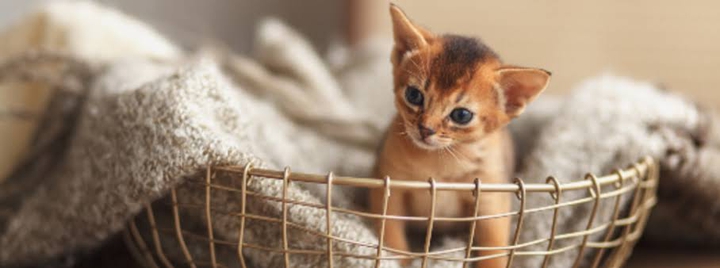 kitten