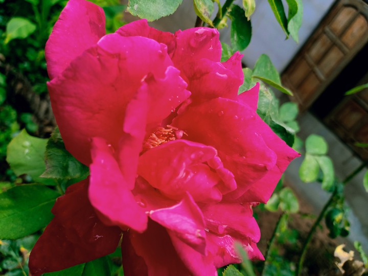 Beautiful flowers