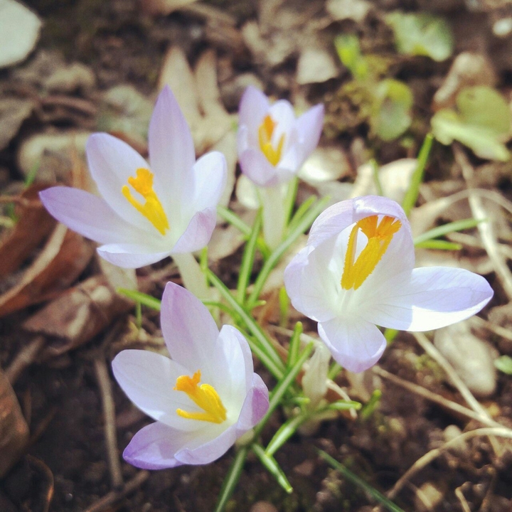 spring 2