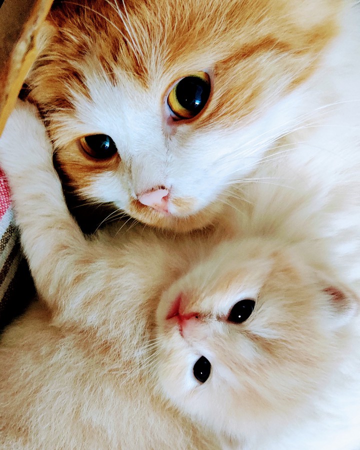 Mom Cat and Kitten