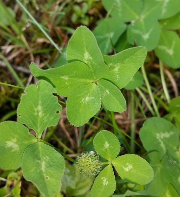 detelina