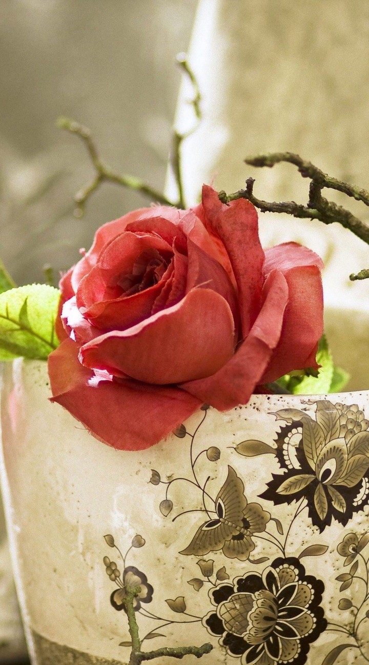 rose on table