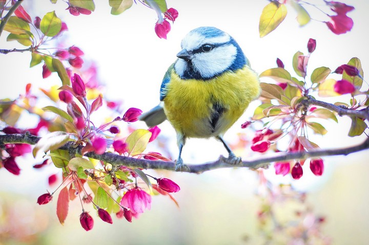 Cute bird